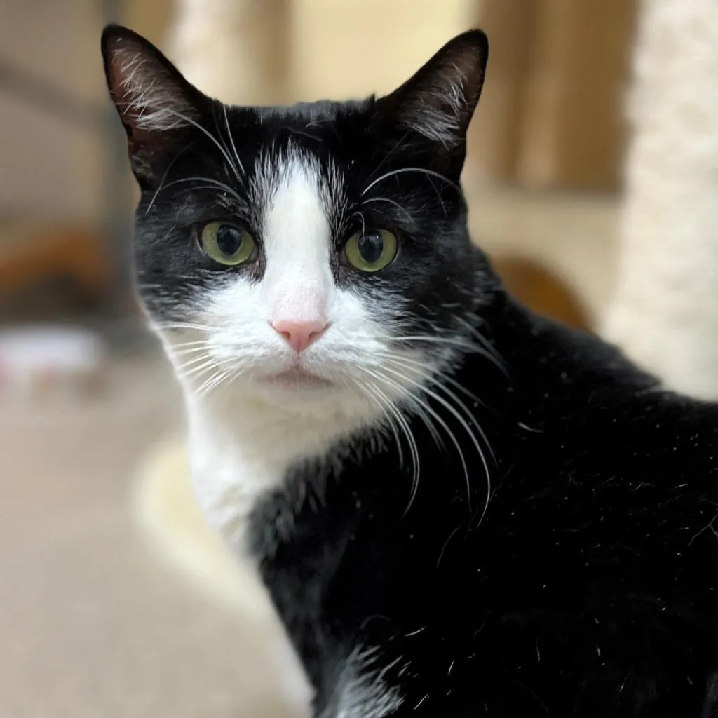 Julie Domestic Shorthair Black/White None