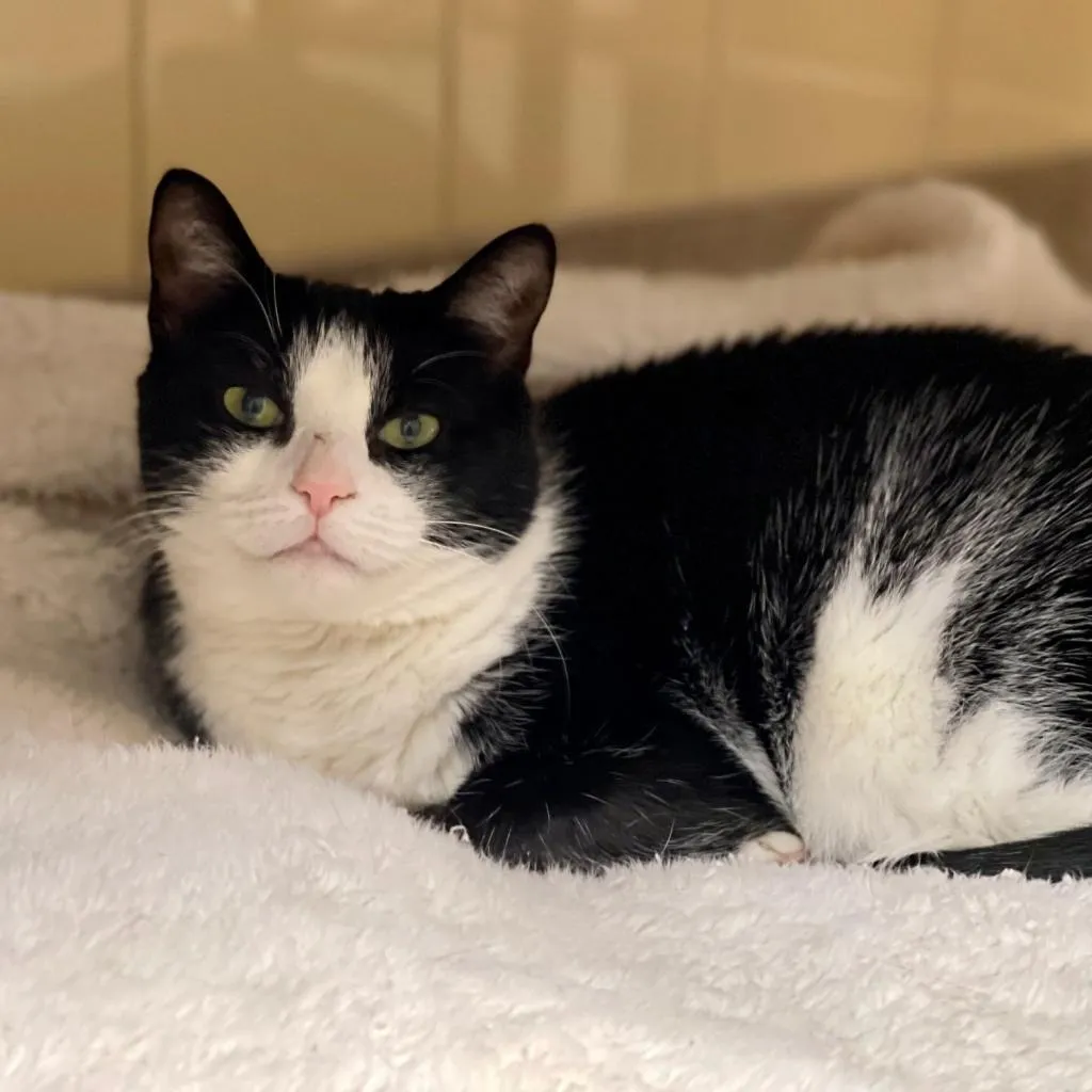 Julie Domestic Shorthair Black/White None