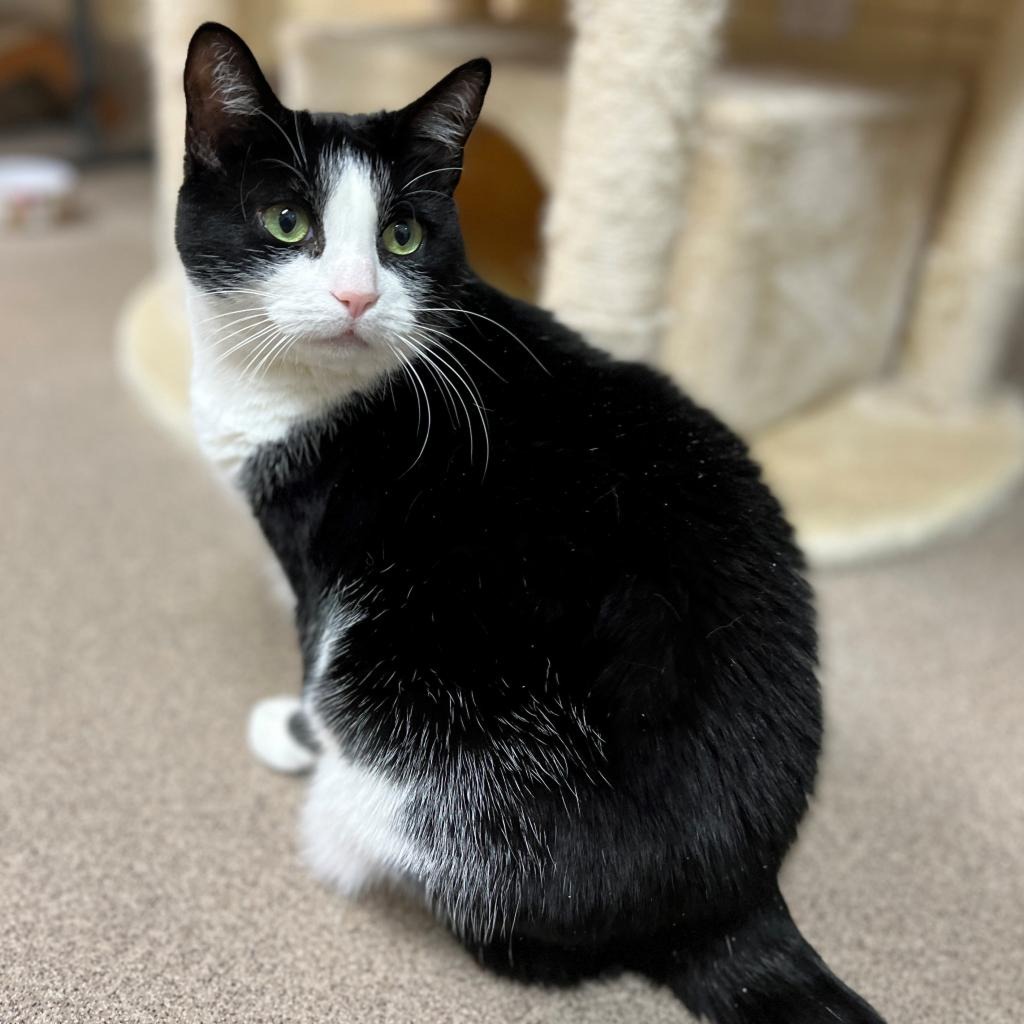 Julie Domestic Shorthair Black/White None