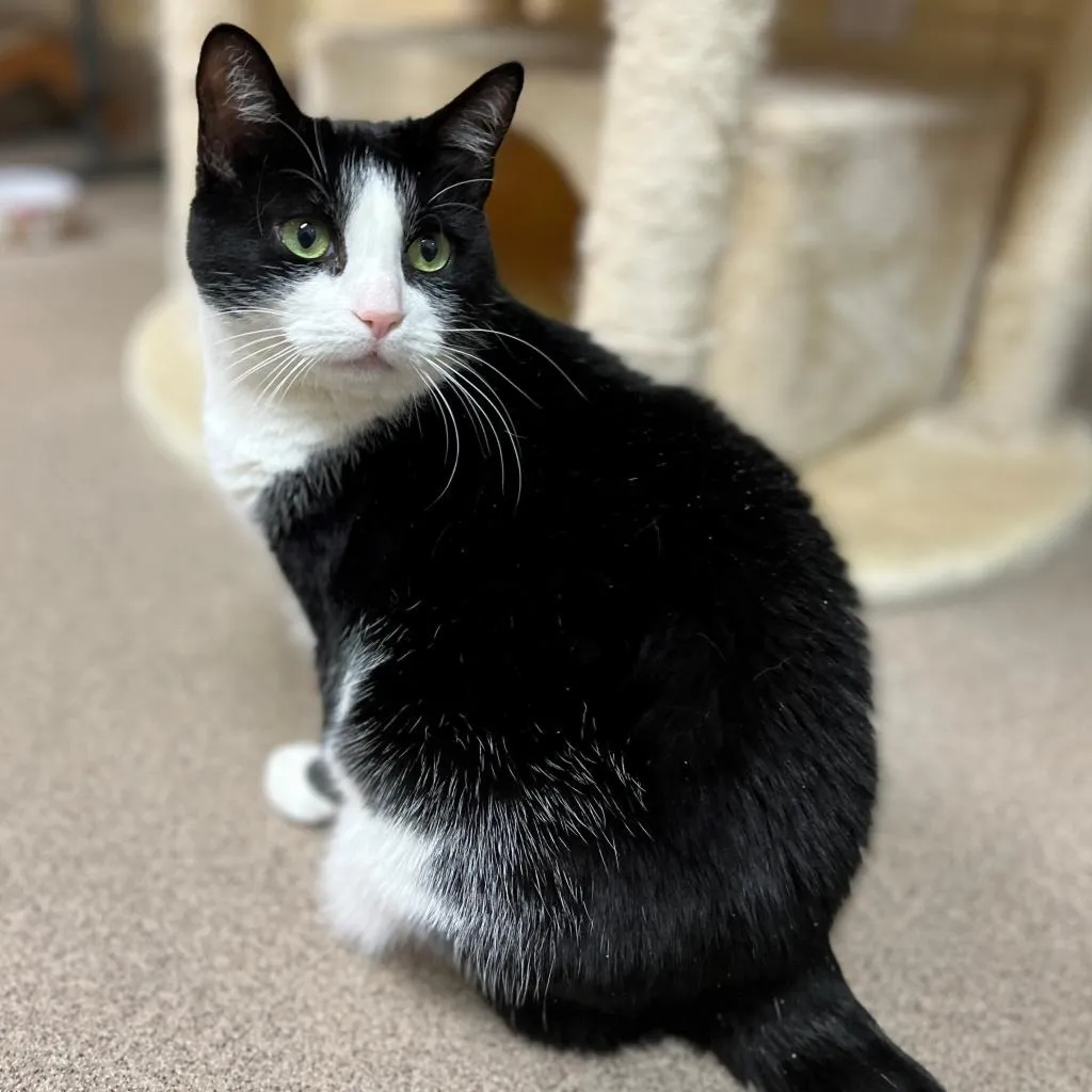 Julie Domestic Shorthair Black/White None