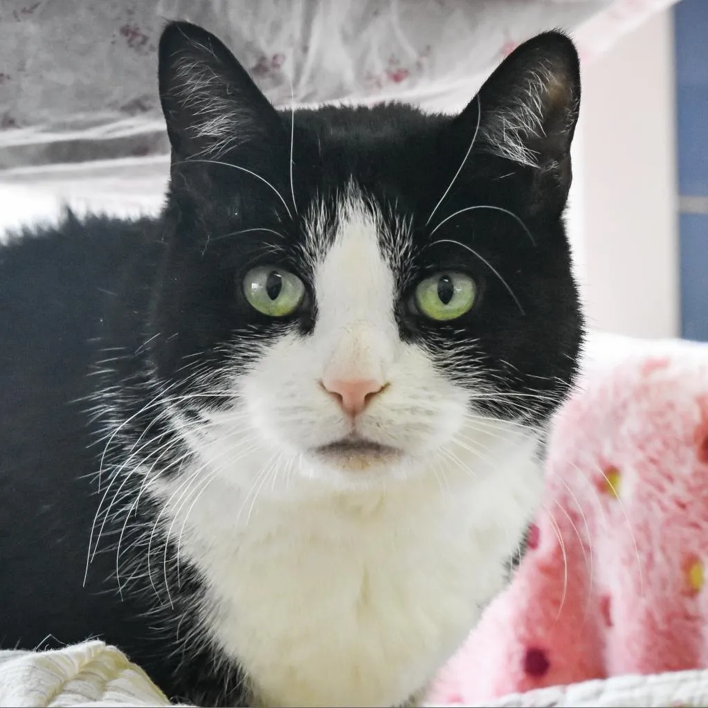 Julie Domestic Shorthair Black/White None