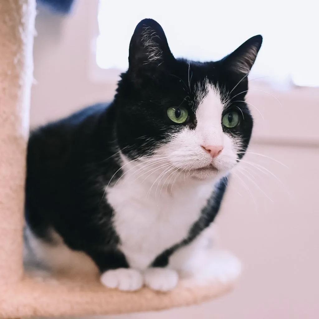 Julie Domestic Shorthair Black/White None