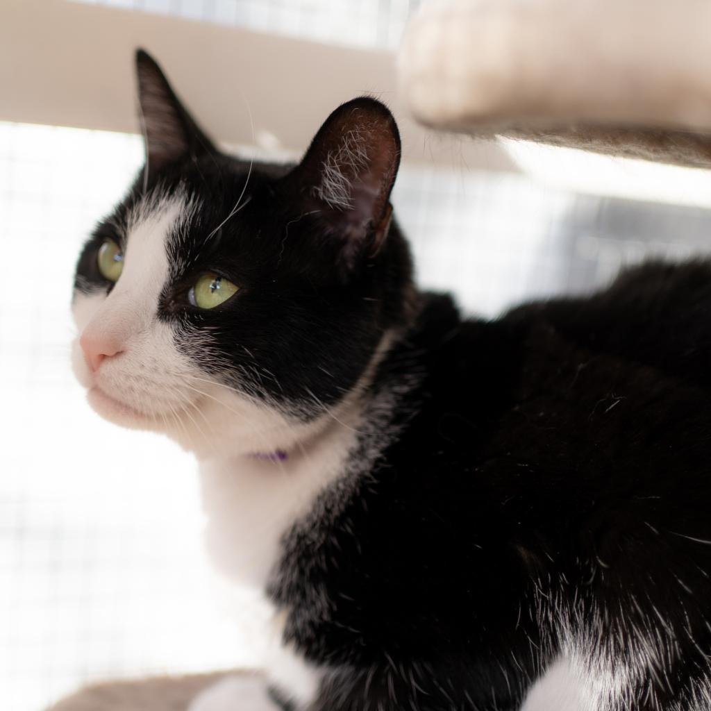 Julie Domestic Shorthair Black/White None
