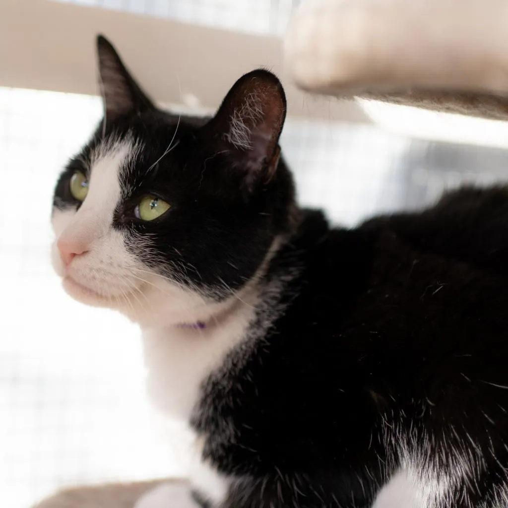 Julie Domestic Shorthair Black/White None