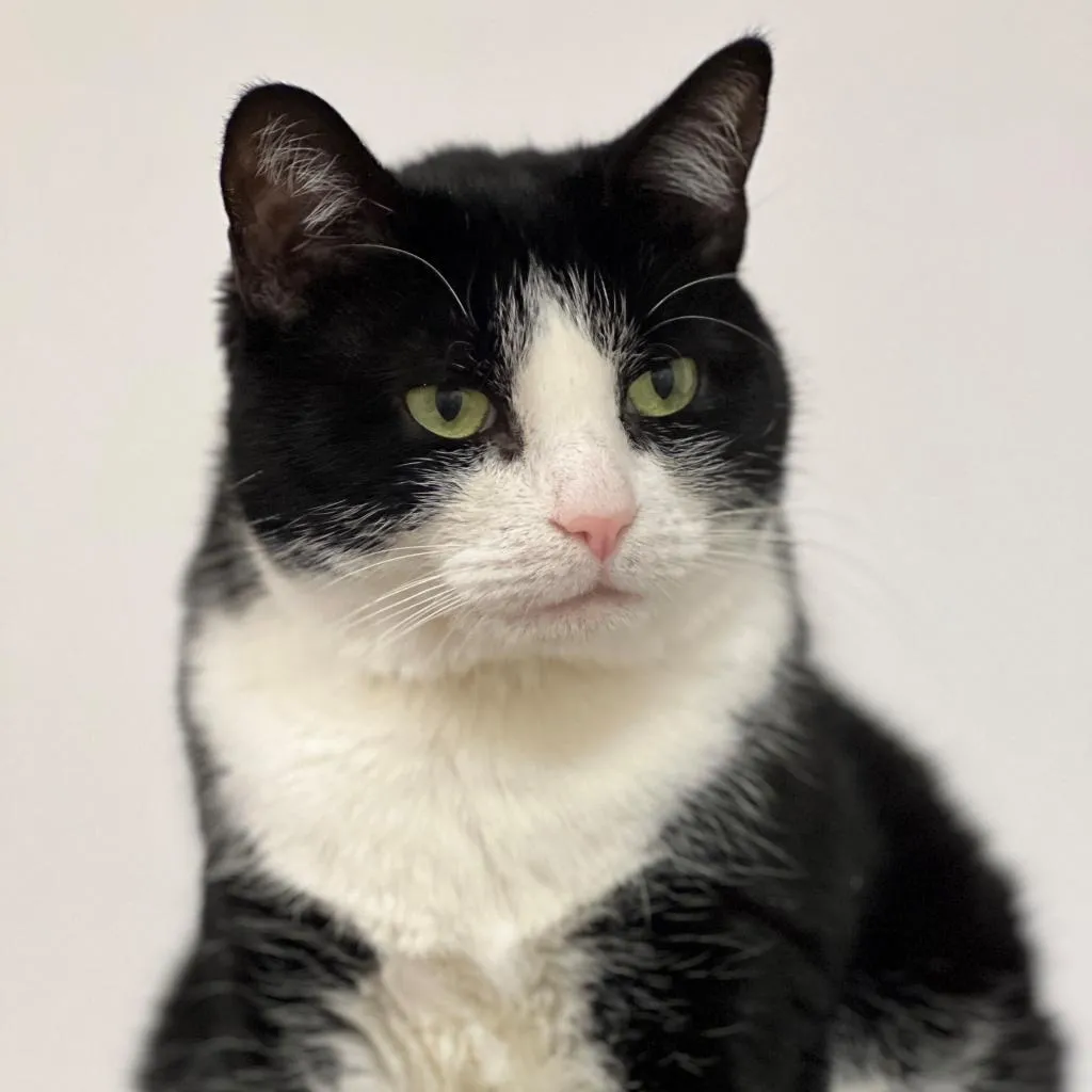 Julie Domestic Shorthair Black/White None