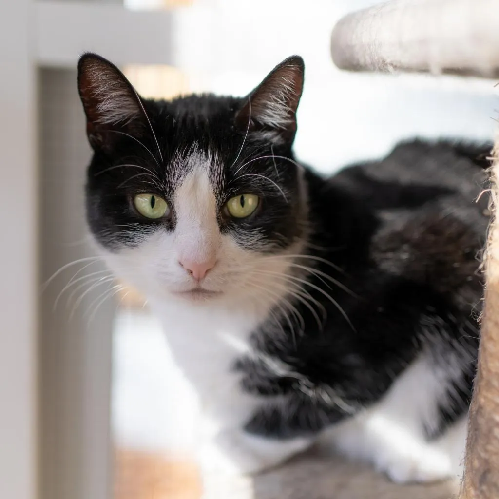 Julie Domestic Shorthair Black/White None