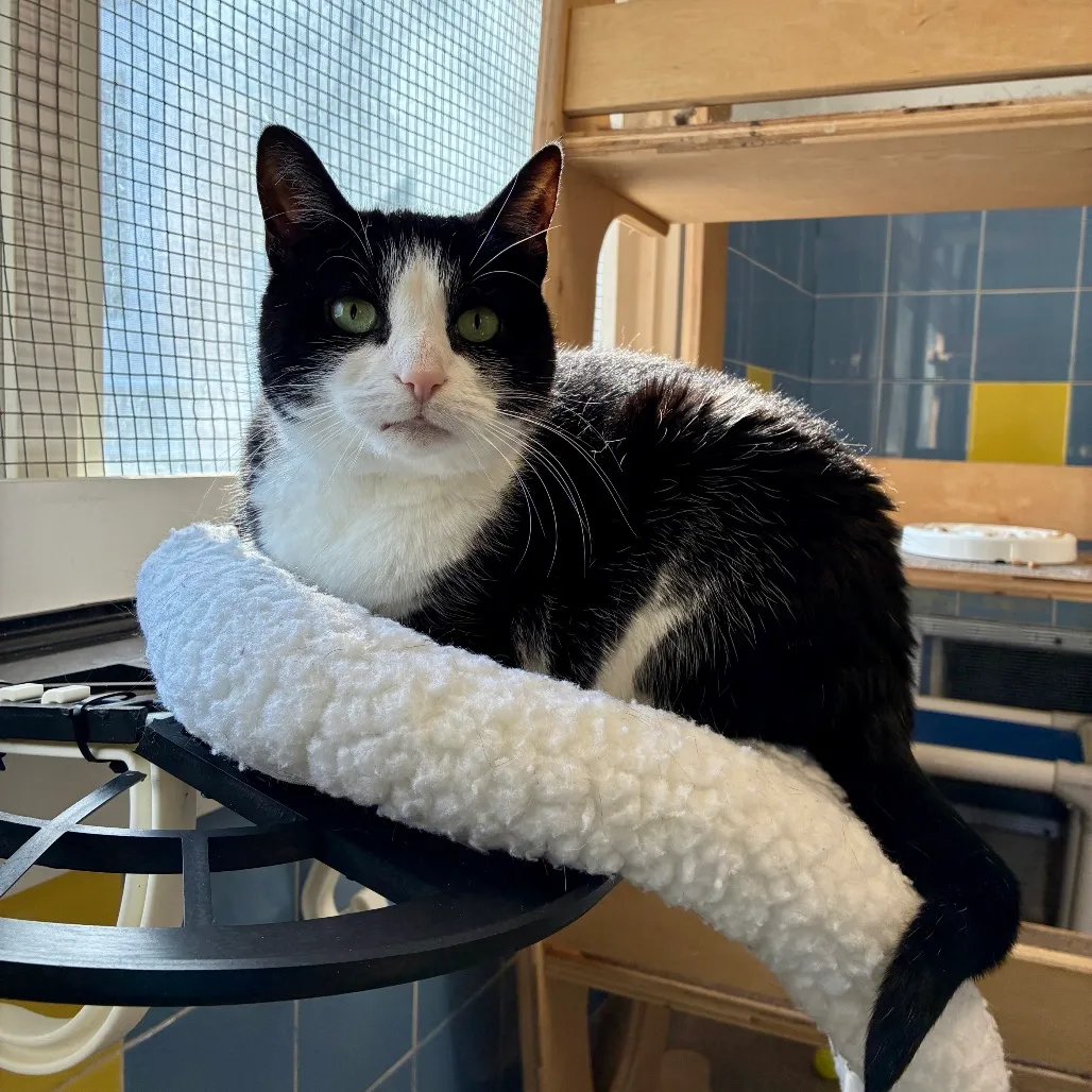 Julie Domestic Shorthair Black/White None