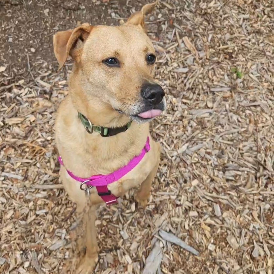 Scooter Retriever, Labrador Yellow