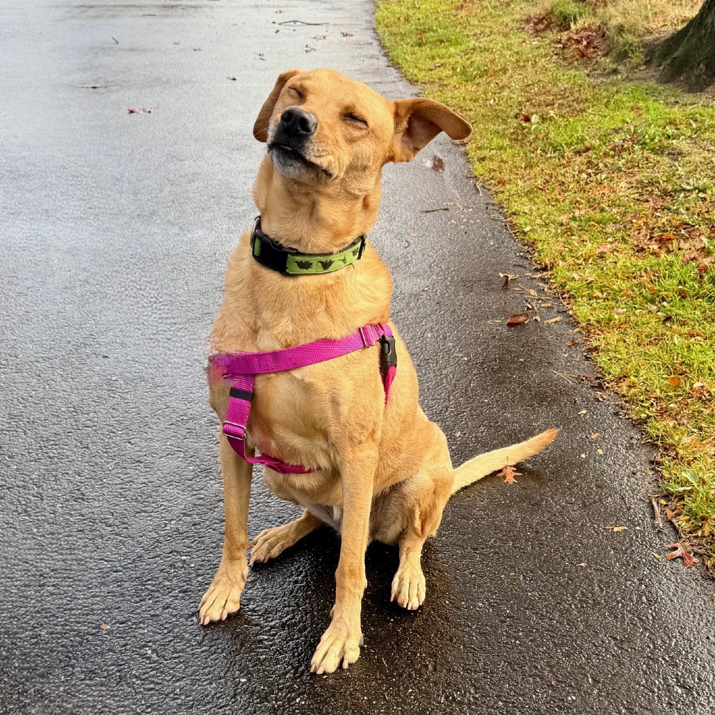 Scooter Retriever, Labrador Yellow
