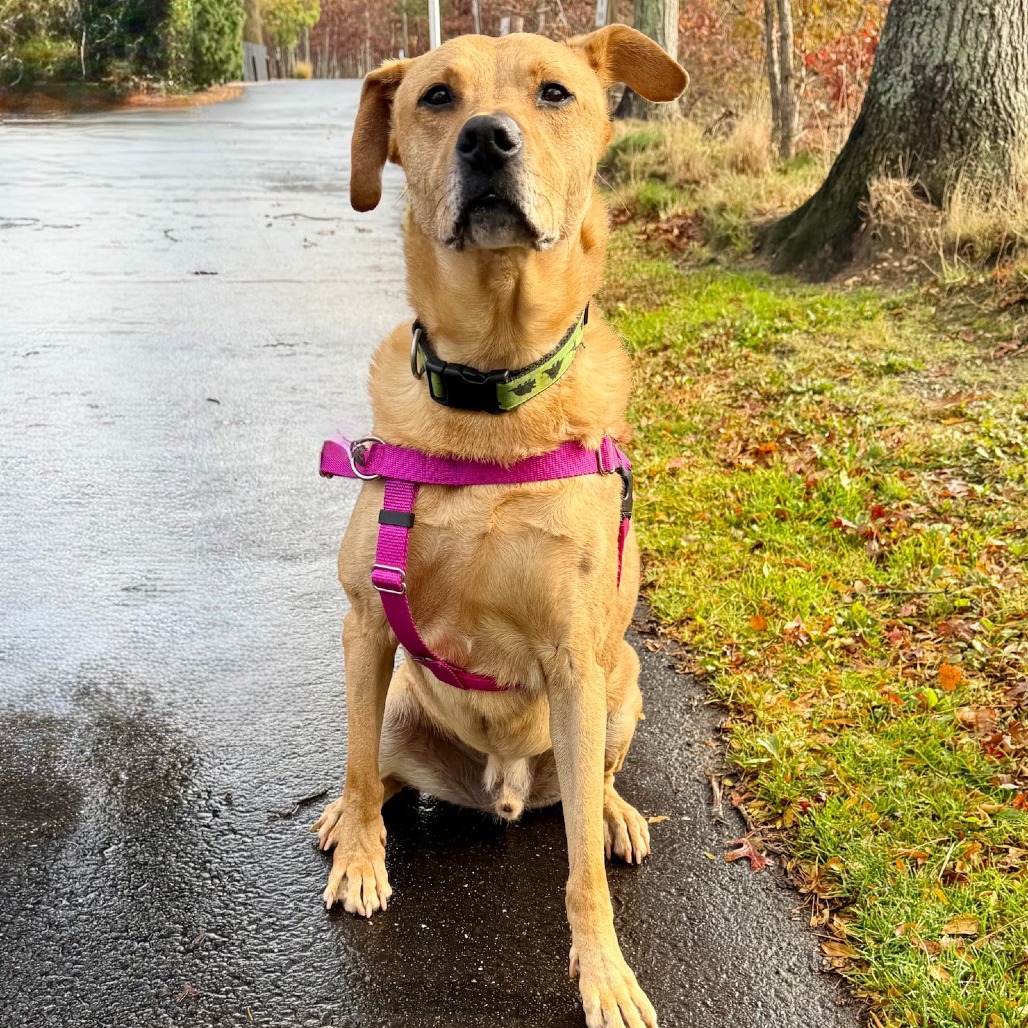 Scooter Retriever, Labrador Yellow