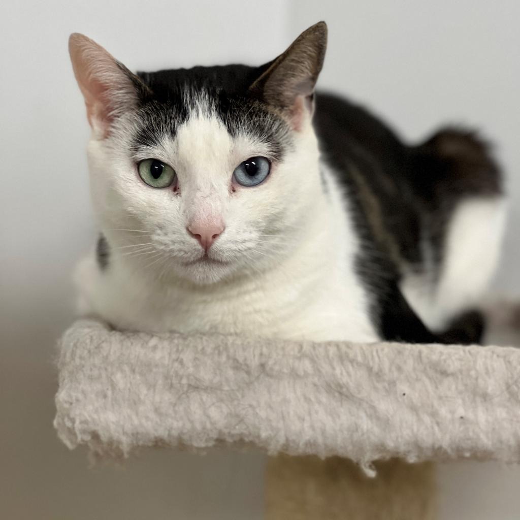 Mila Domestic Shorthair Brown/White