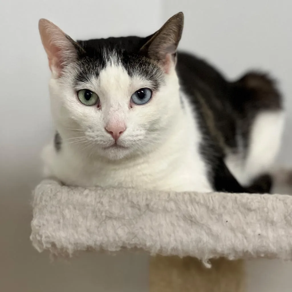 Mila Domestic Shorthair Brown/White 