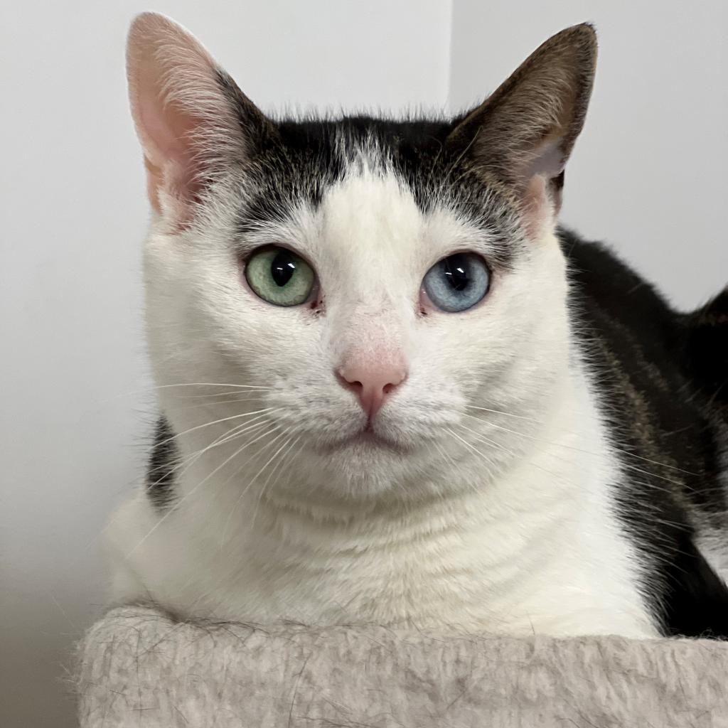 Mila Domestic Shorthair Brown/White