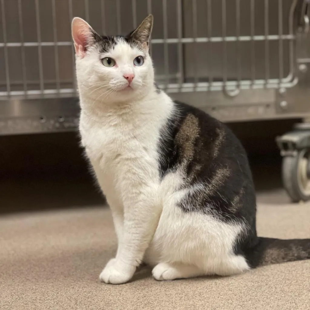 Mila Domestic Shorthair Brown/White 