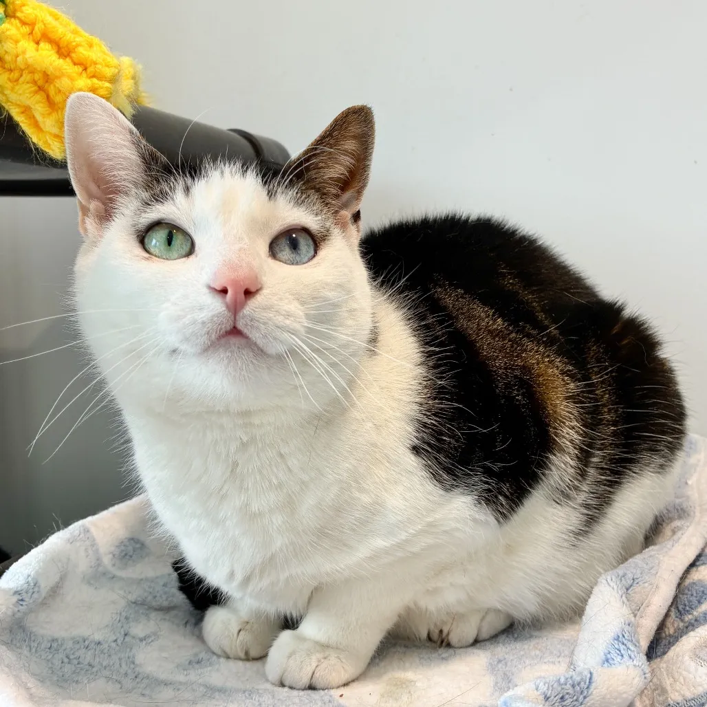 Mila Domestic Shorthair Brown/White 