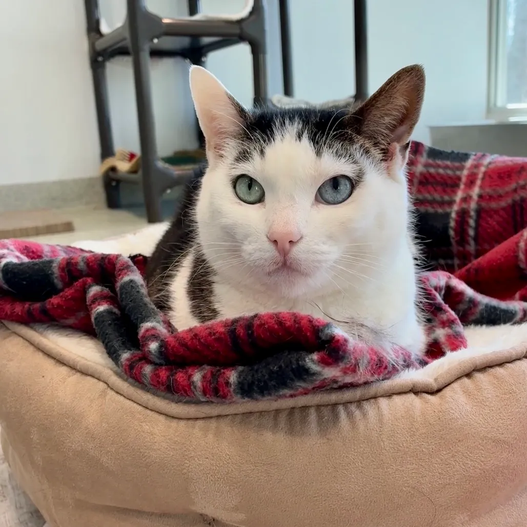 Mila Domestic Shorthair Brown/White 
