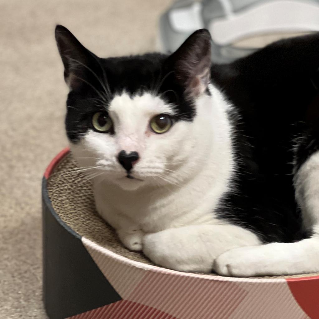 Gavin Domestic Shorthair Black/White