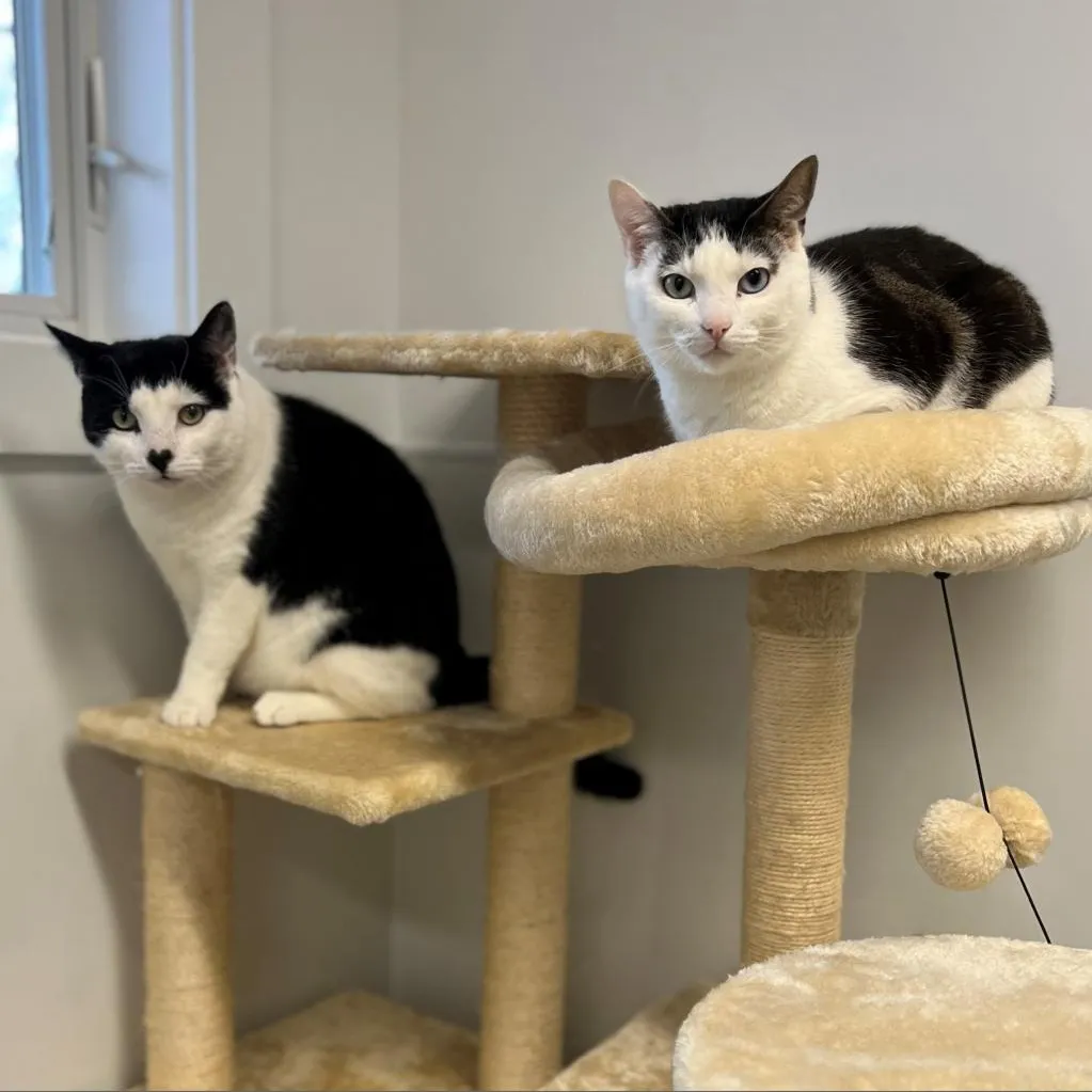 Gavin Domestic Shorthair Black/White 