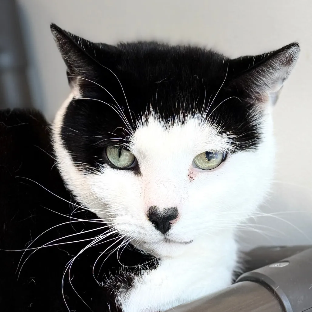 Gavin Domestic Shorthair Black/White 