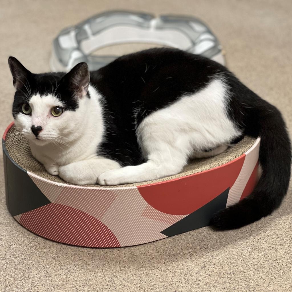 Gavin Domestic Shorthair Black/White
