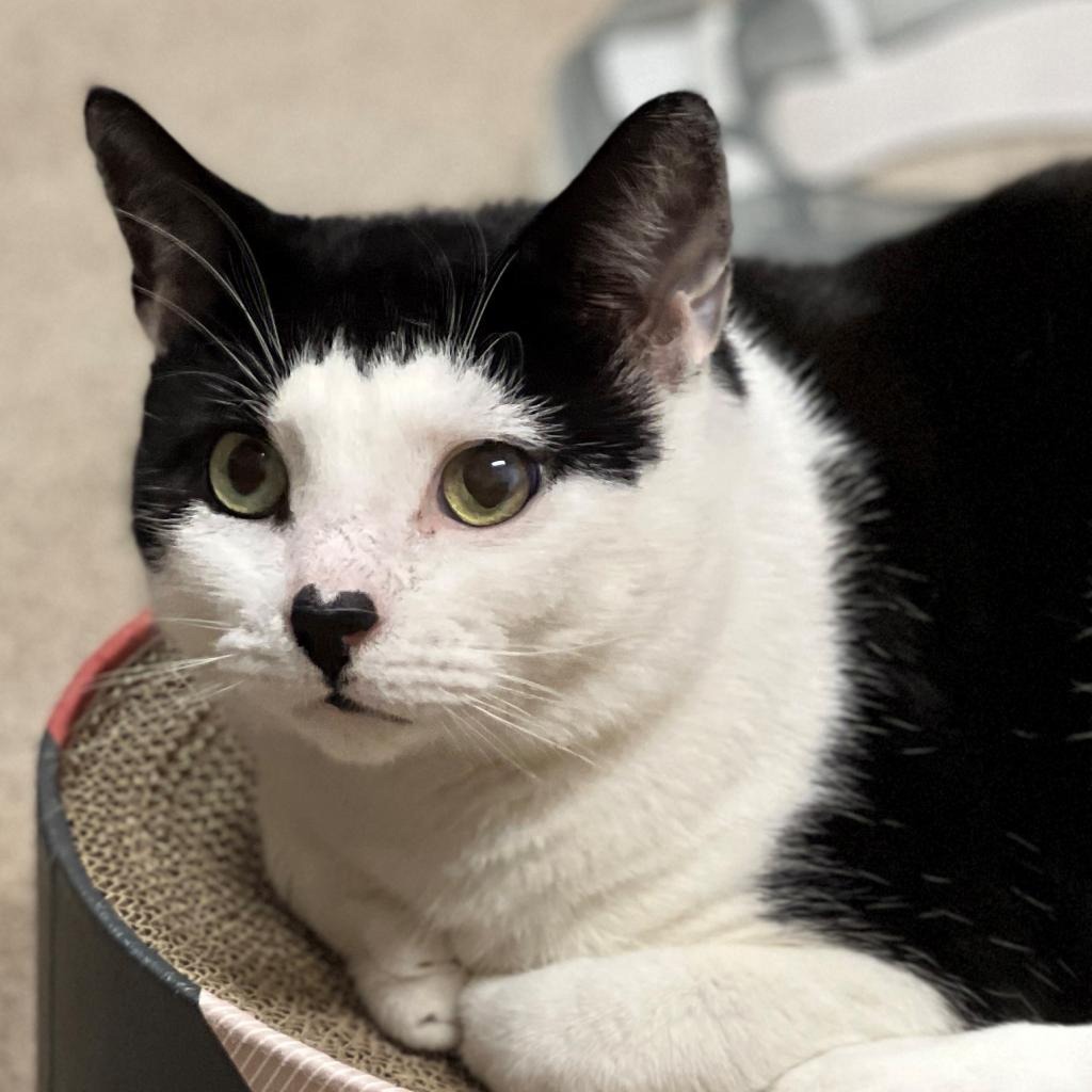 Gavin Domestic Shorthair Black/White