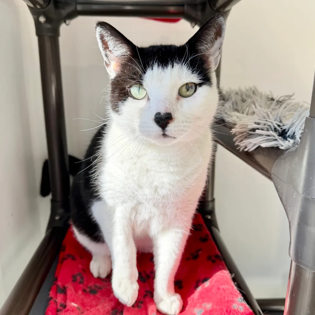 Gavin Domestic Shorthair Black/White 