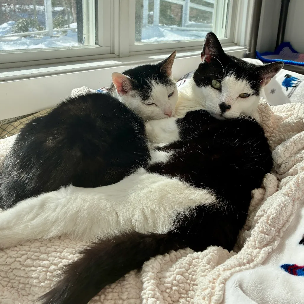 Gavin Domestic Shorthair Black/White 
