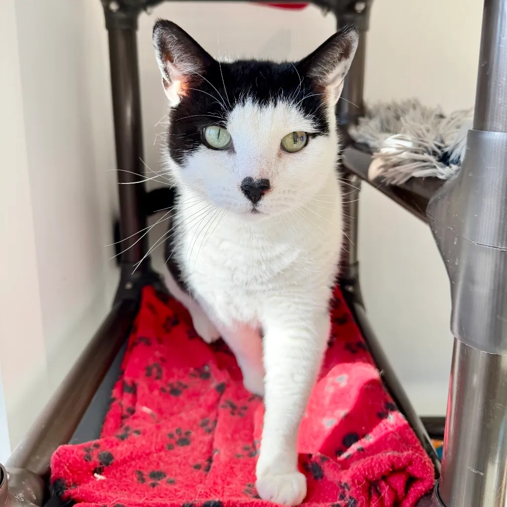 Gavin Domestic Shorthair Black/White 