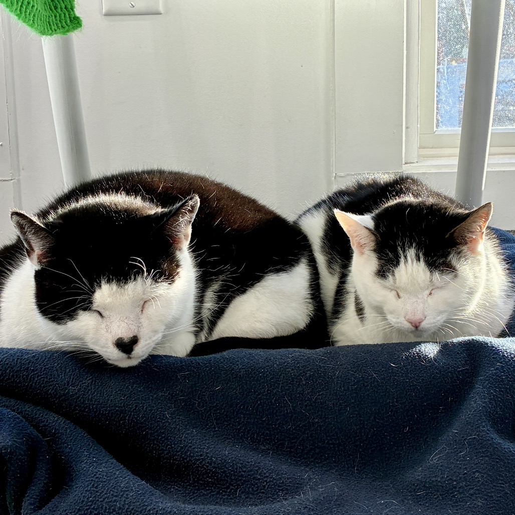 Gavin Domestic Shorthair Black/White