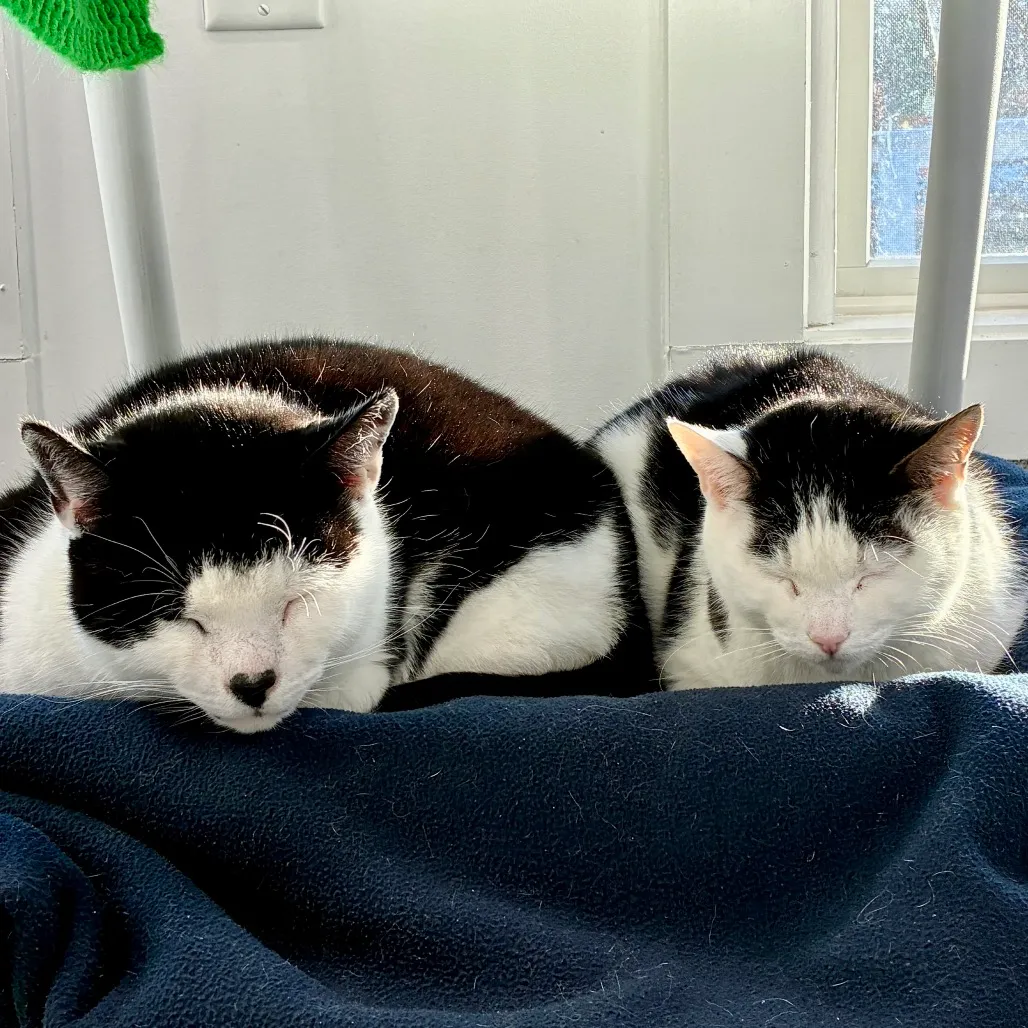 Gavin Domestic Shorthair Black/White 