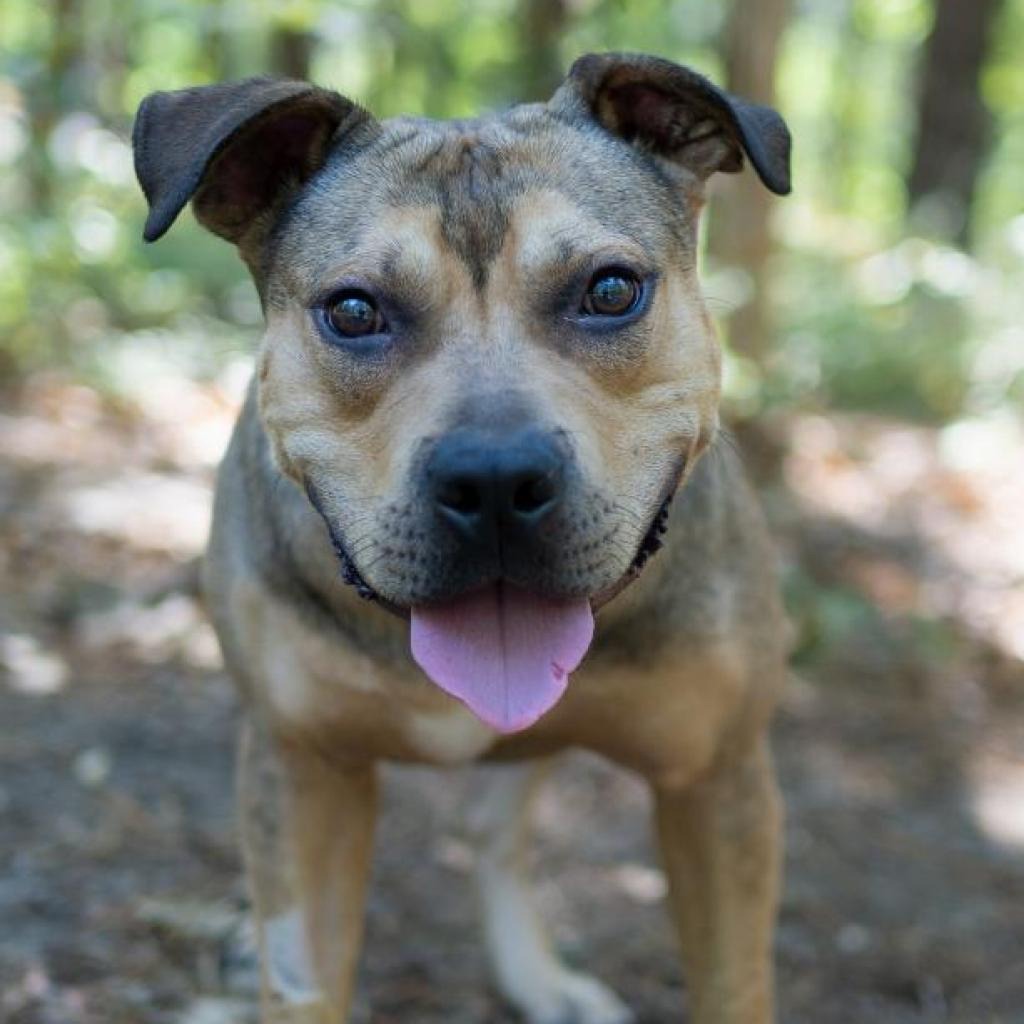 Hot Dog Bulldog, American/Mix Brown/Fawn None