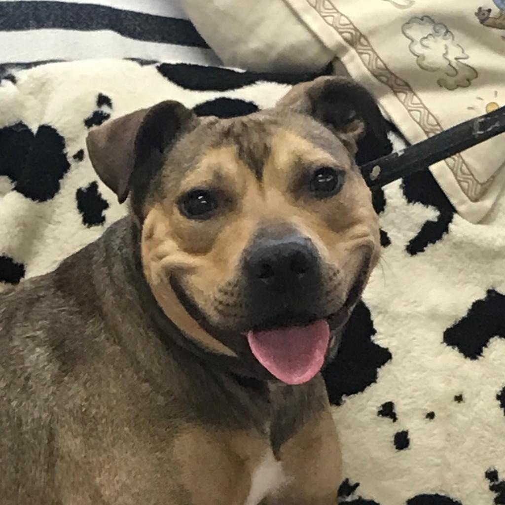 Hot Dog Bulldog, American/Mix Brown/Fawn None