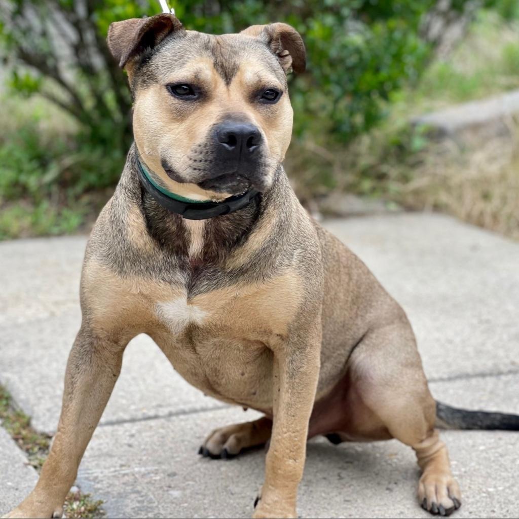Hot Dog Bulldog, American/Mix Brown/Fawn None