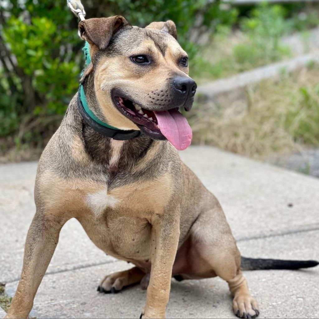 Hot Dog Bulldog, American/Mix Brown/Fawn None