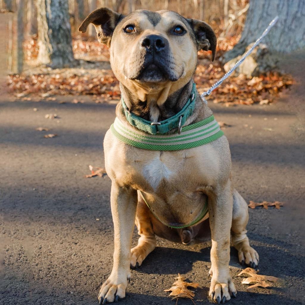 Hot Dog Bulldog, American/Mix Brown/Fawn None