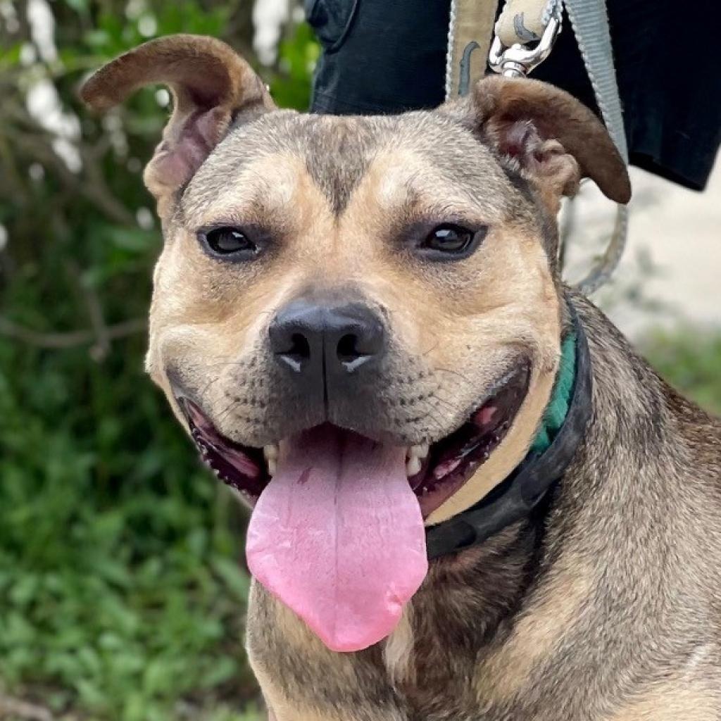 Hot Dog Bulldog, American/Mix Brown/Fawn None
