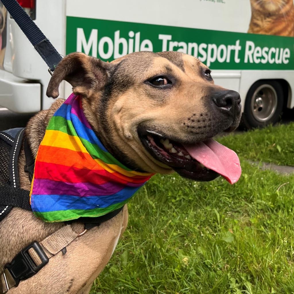 Hot Dog Bulldog, American/Mix Brown/Fawn None