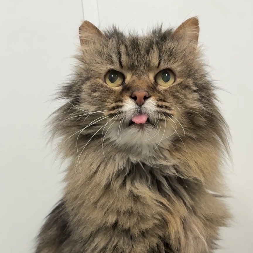 McFluffy