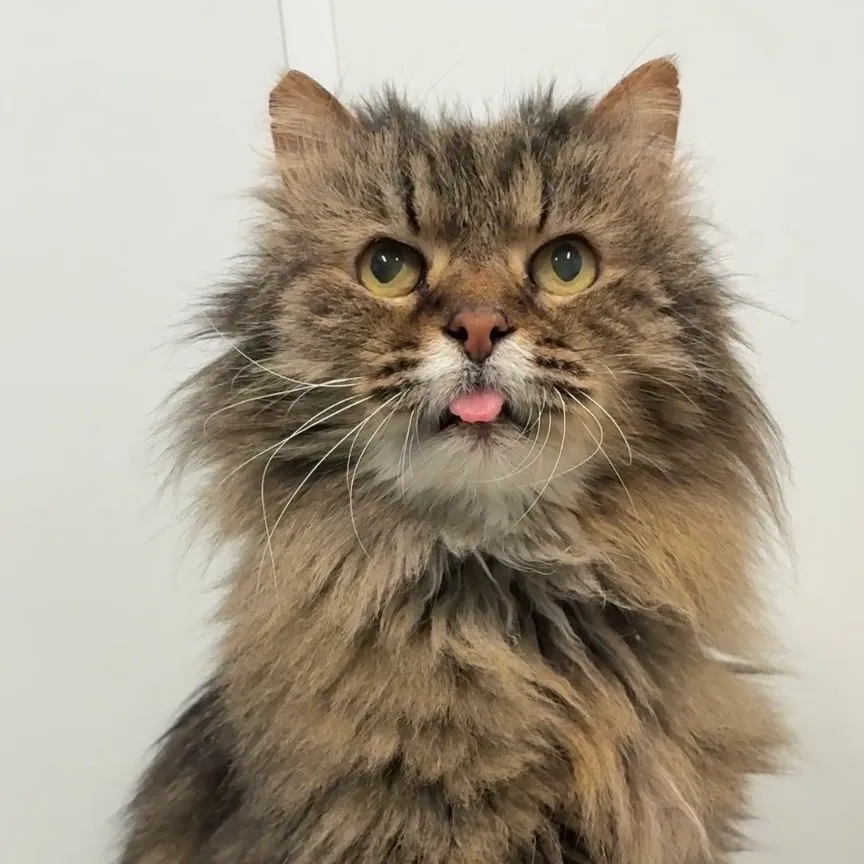 McFluffy