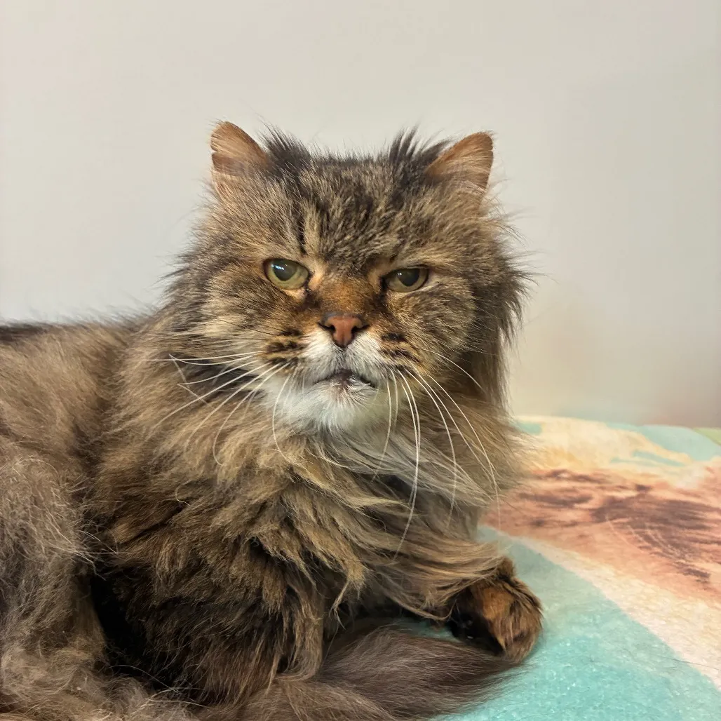 McFluffy Domestic Longhair Grey 