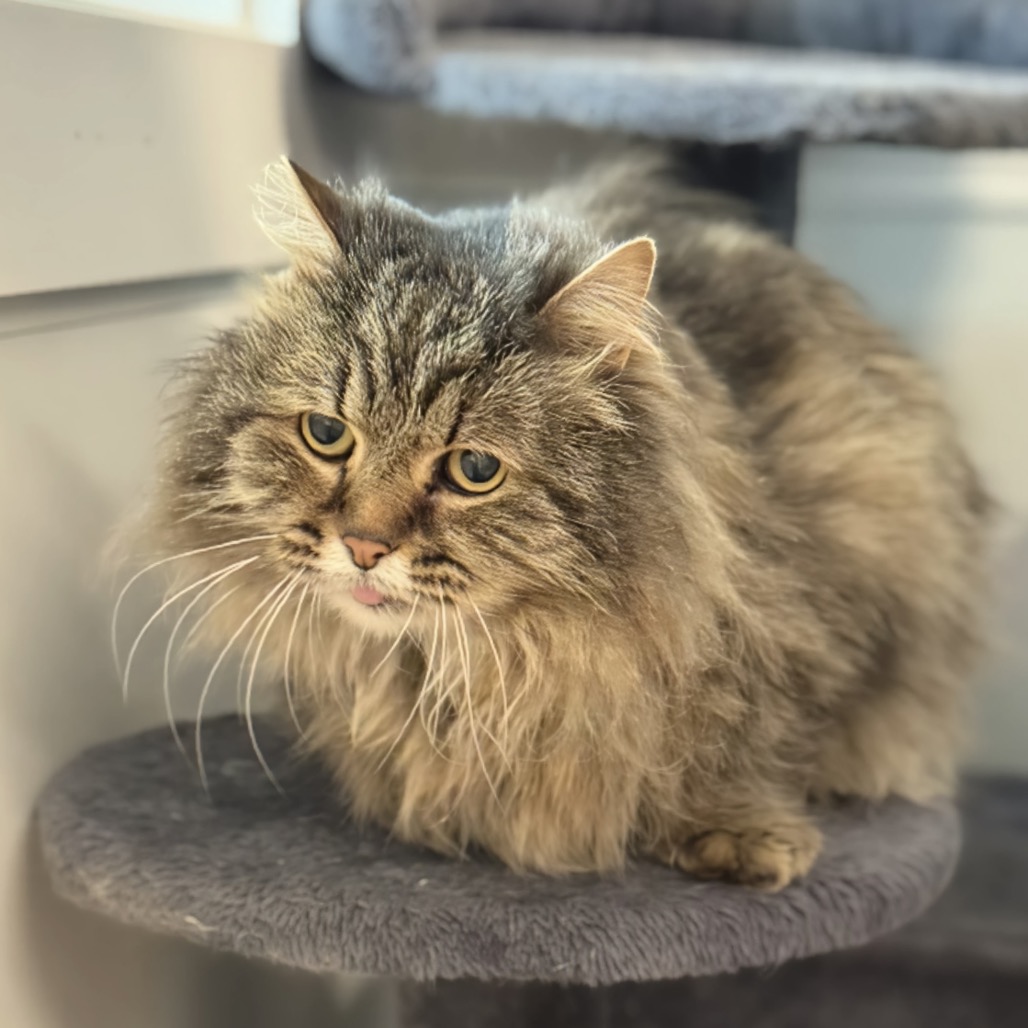 McFluffy Domestic Longhair Grey