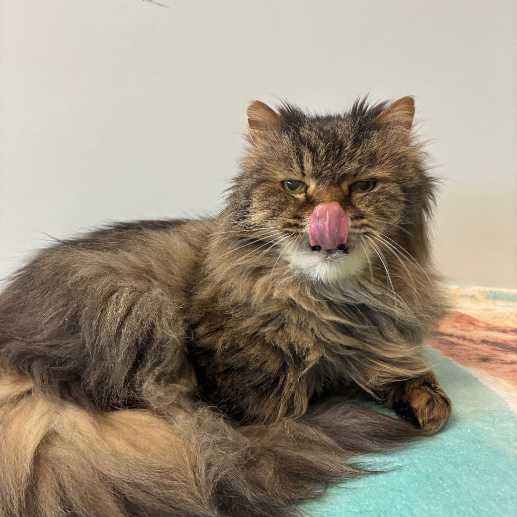 McFluffy Domestic Longhair Grey