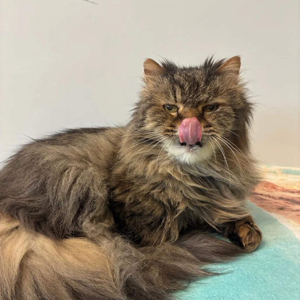 McFluffy Domestic Longhair Grey 