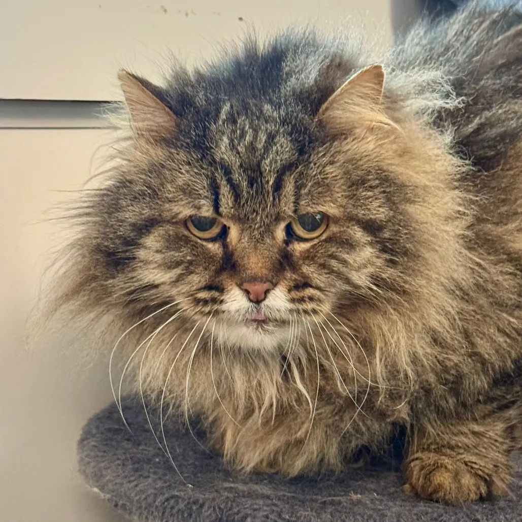 McFluffy Domestic Longhair Grey 