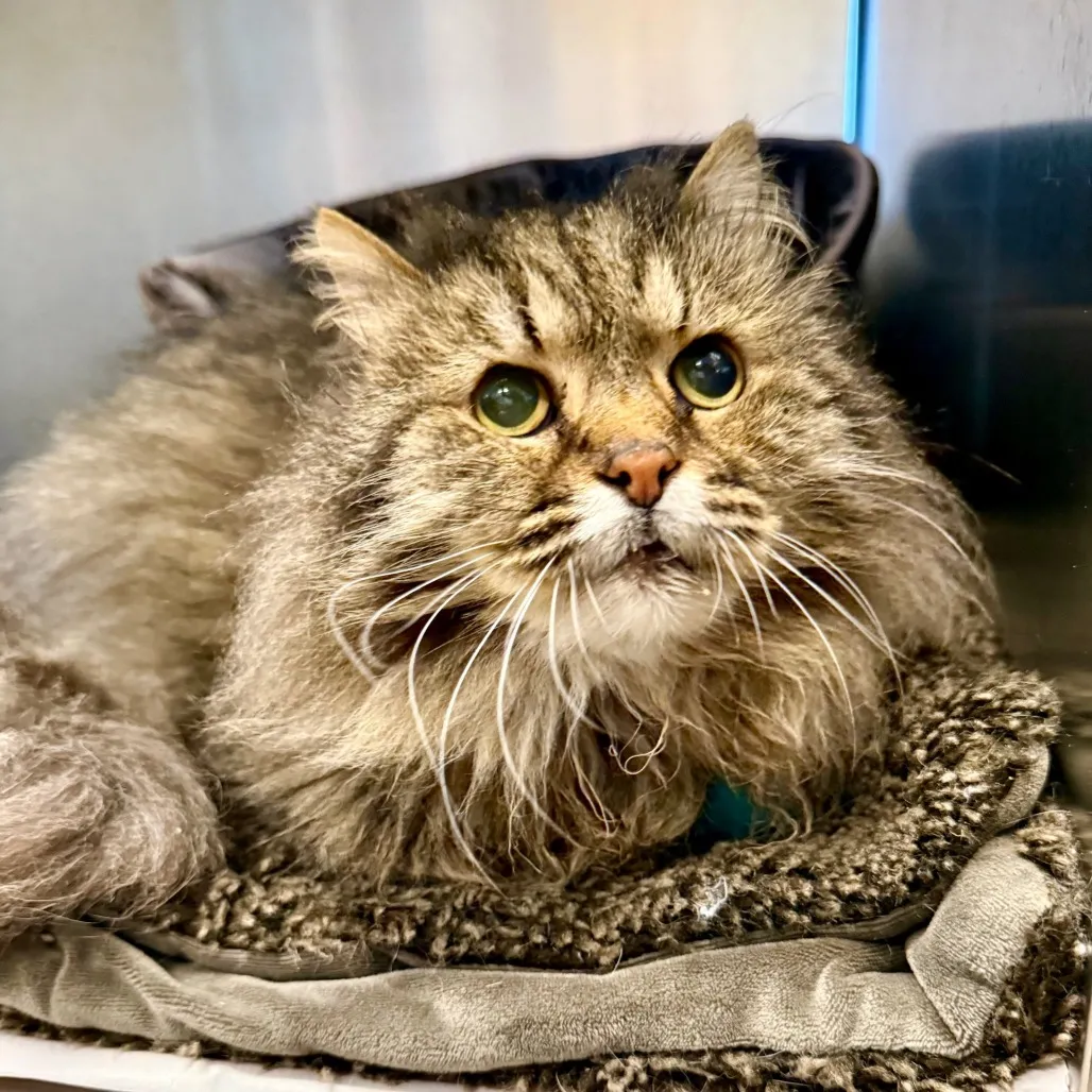 McFluffy Domestic Longhair Grey 