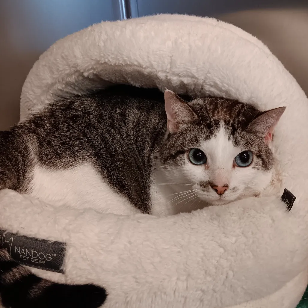 Charlotte Siamese/Mix White 