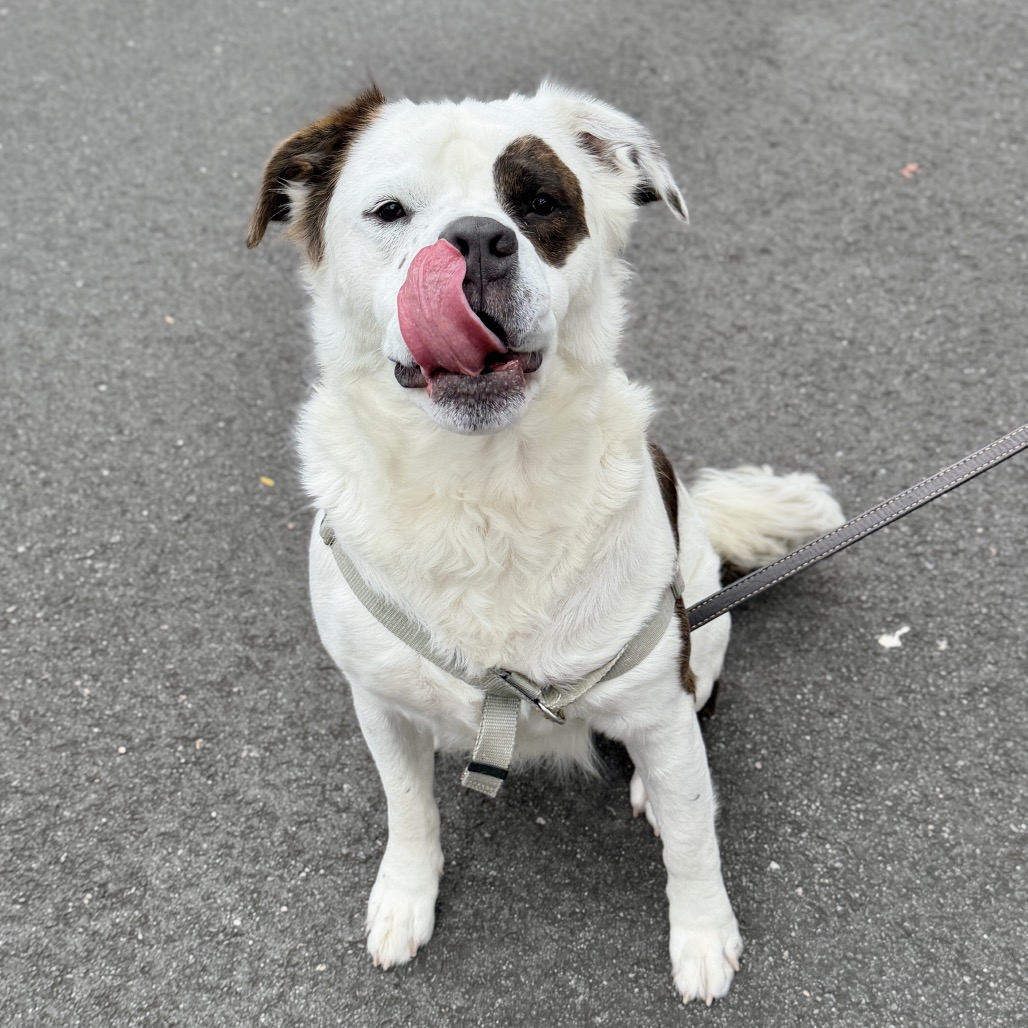 Big Ben Saint Bernard White