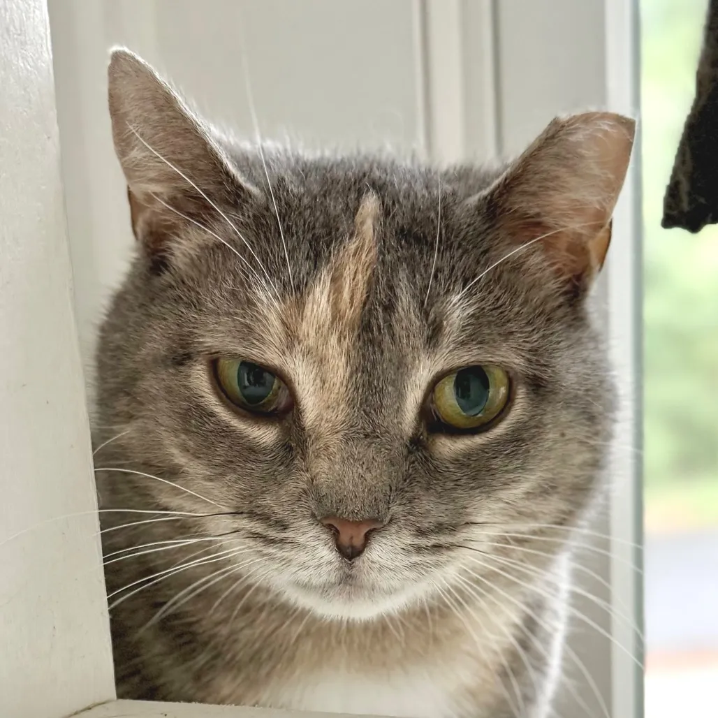 Piper Domestic Shorthair Buff 
