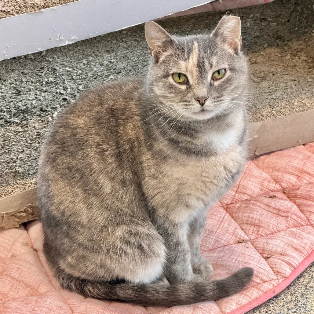 Piper Domestic Shorthair Buff 