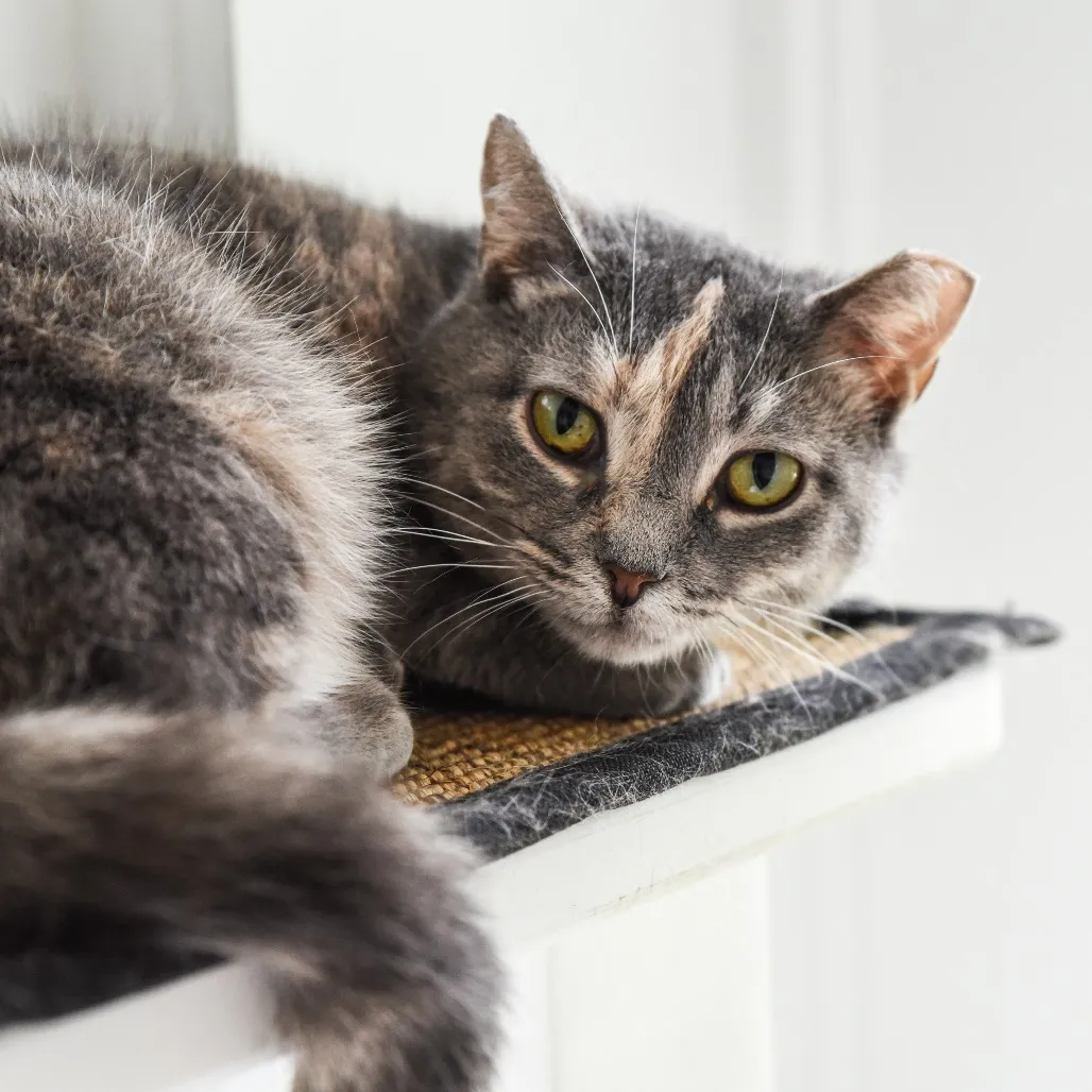 Piper Domestic Shorthair Buff 